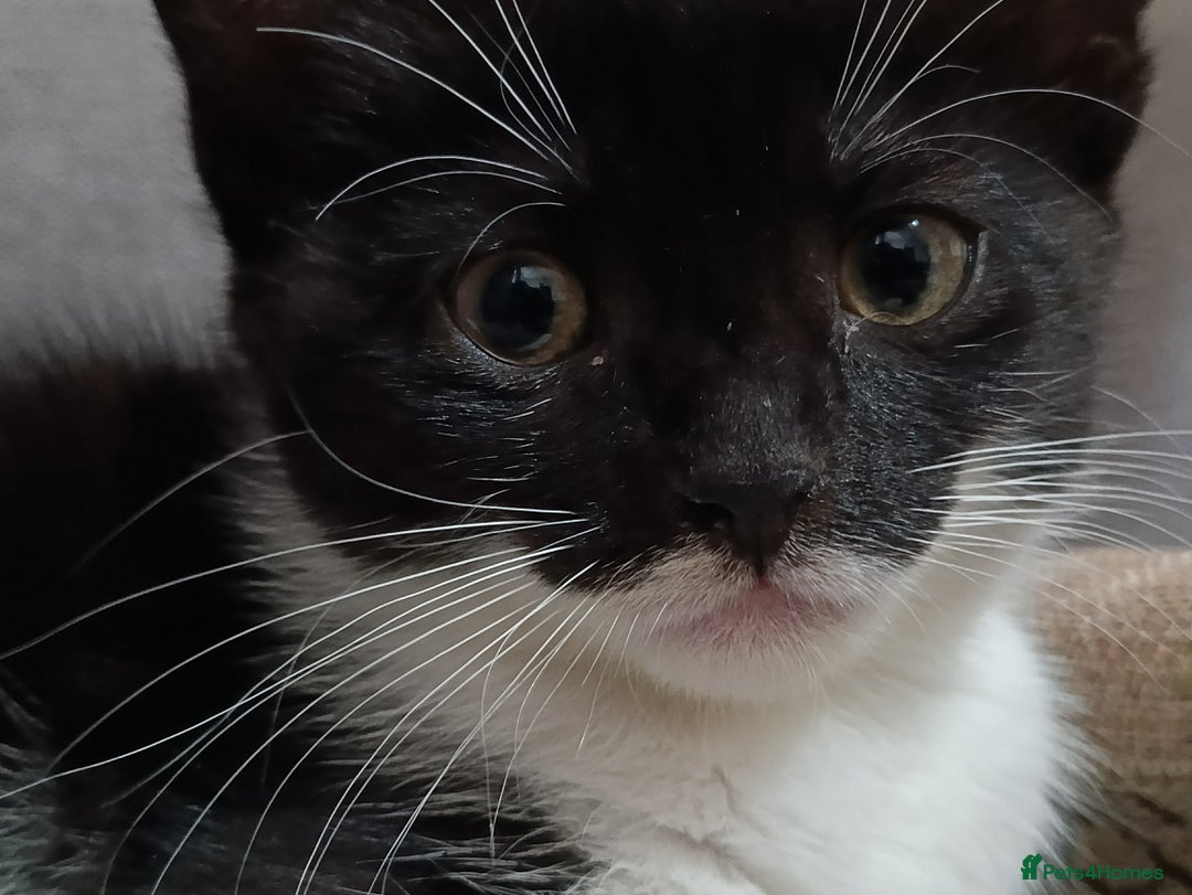Mixed Breed cats for sale: Adorable kittens  - Image 1
