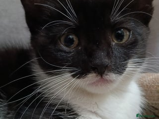 Mixed Breed cats for sale: Adorable kittens - Advert 1