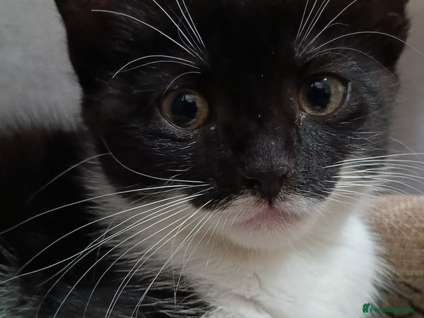 Mixed Breed cats Adorable kittens - Advert 12