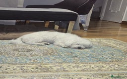 Bichon Frise dogs for stud: Bichon frise for stud - Image 5