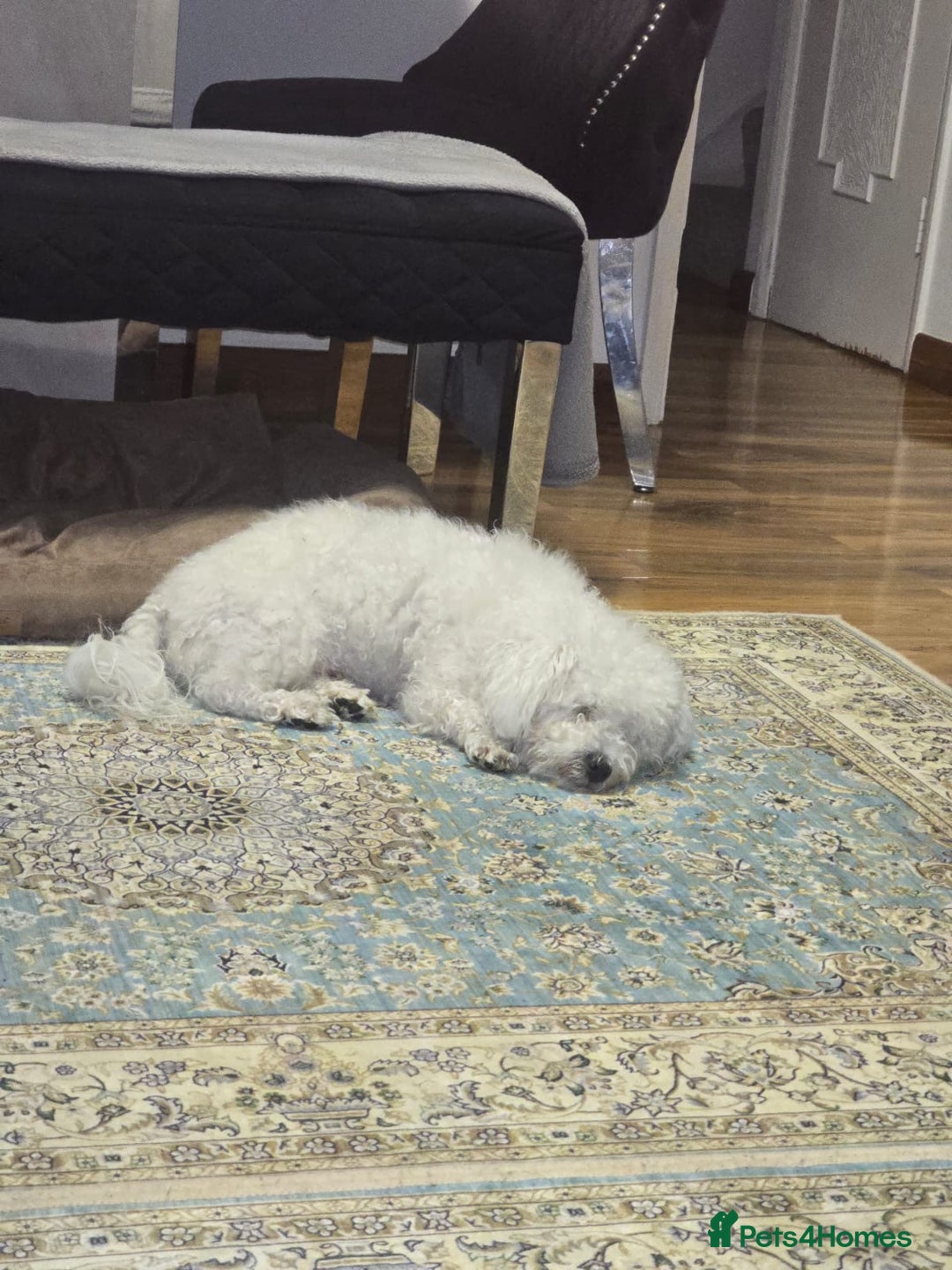 Bichon Frise dogs for stud: Bichon frise for stud - Image 5