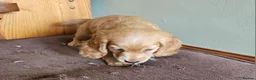 Cocker Spaniel dogs for sale: Stunning Cocker Spaniel puppies  in Berkeley - Advert 7