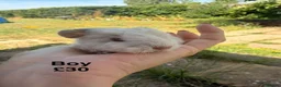 Guinea Pig rodents for sale: Baby guinea pigs  - Advert 20
