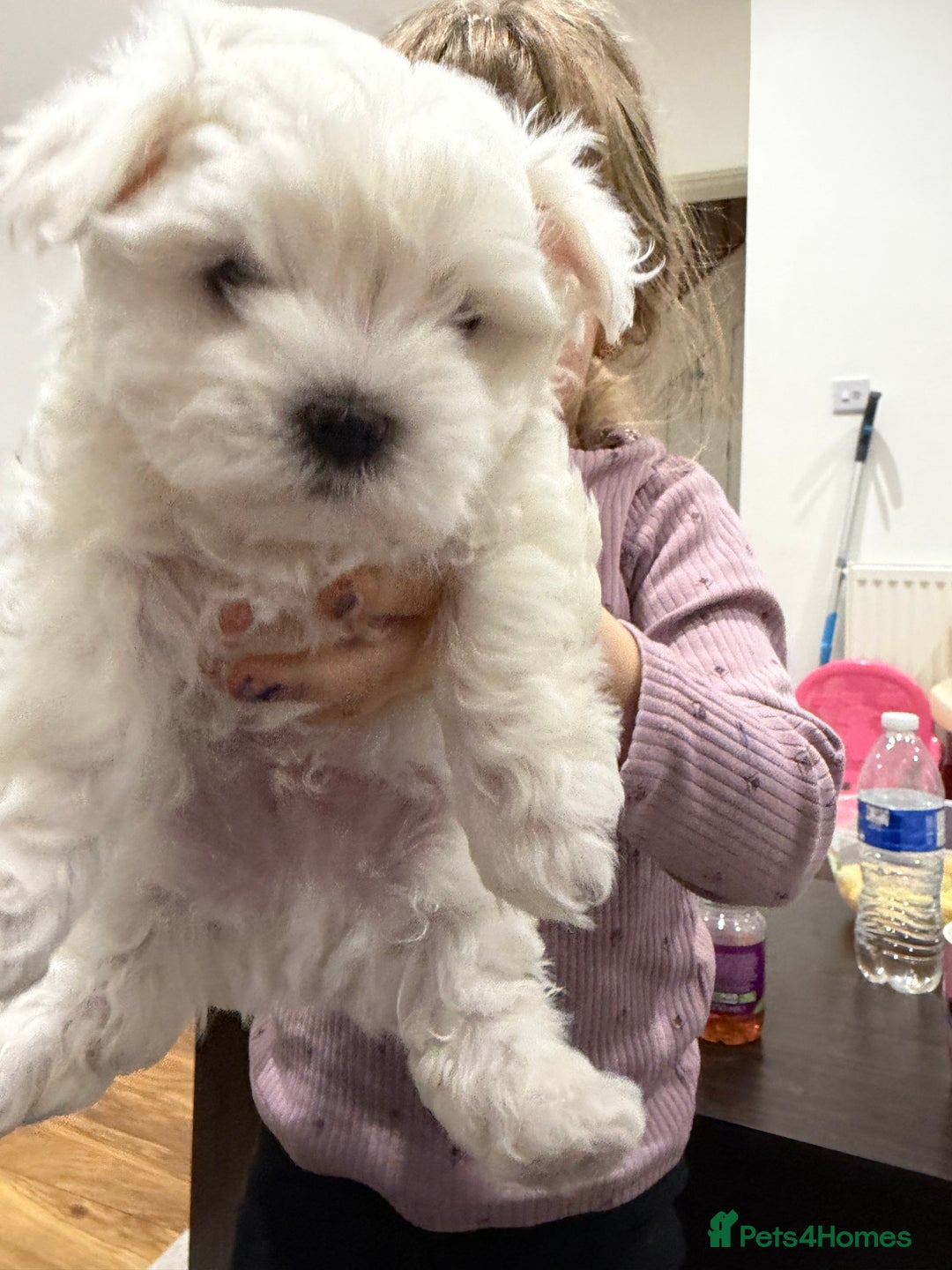Maltese dogs for sale: Gorgeous Maltese puppies  - Advert 14