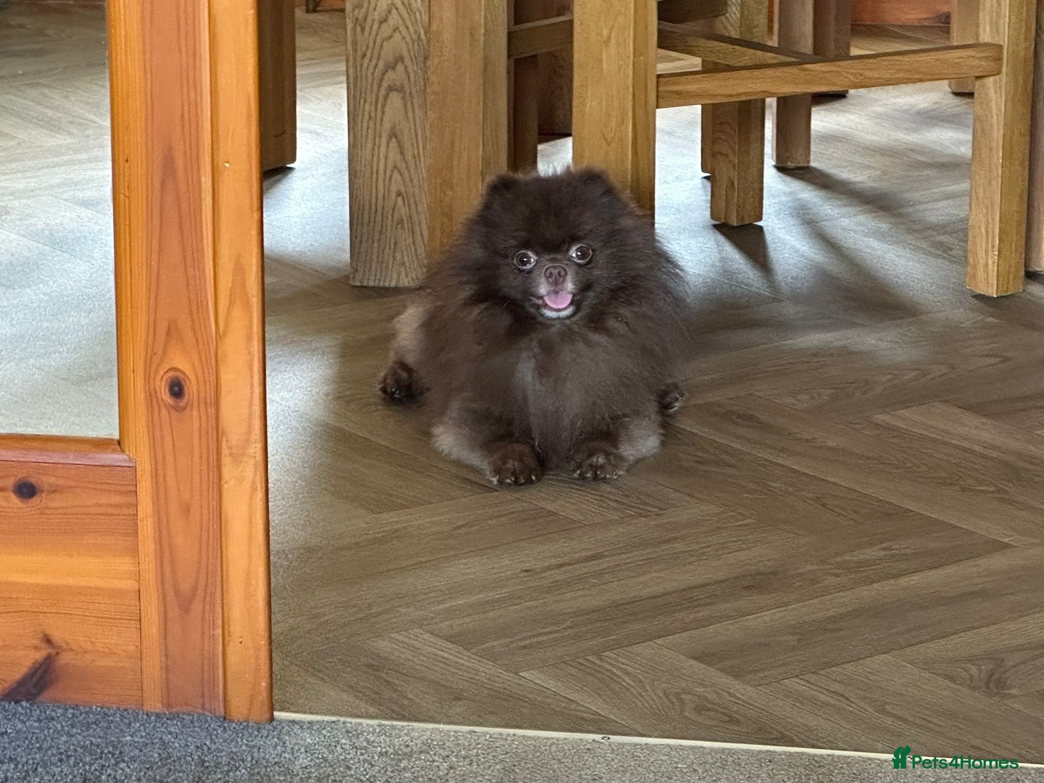 Pomeranian dogs Outstanding Russian boy  - Advert 2