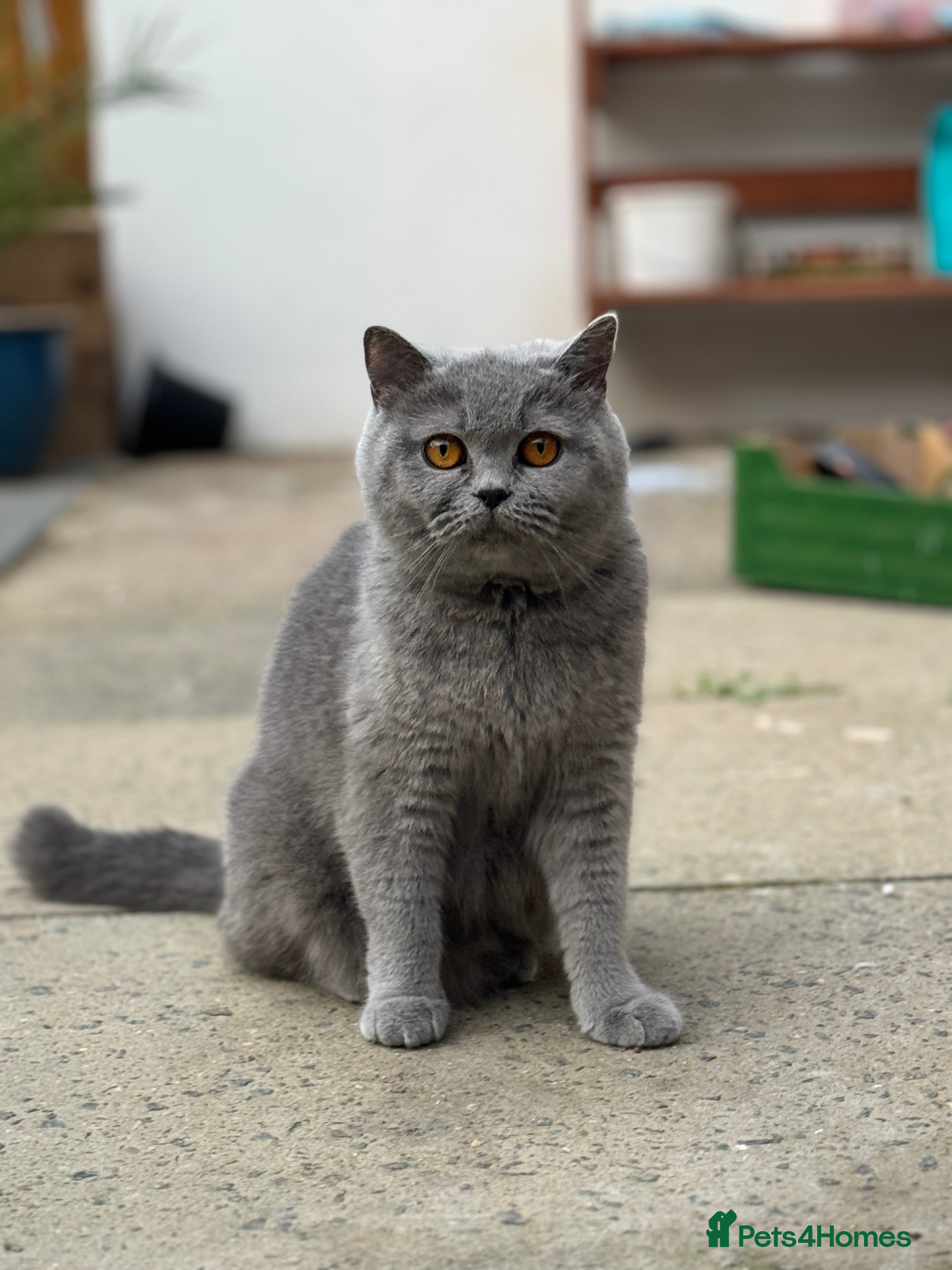 British Shorthair cats British shorthair female  - Advert 13