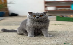 British Shorthair cats for sale: British shorthair female  - Image 1