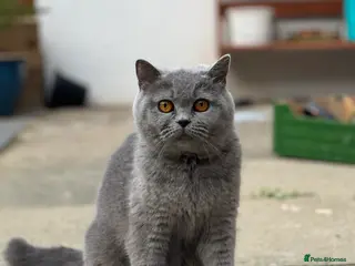 British Shorthair cats British shorthair female - Advert 1
