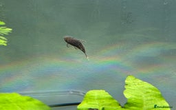 Plecos fish for sale: Bristlenose Pleco Babies (short fin) - Image 2