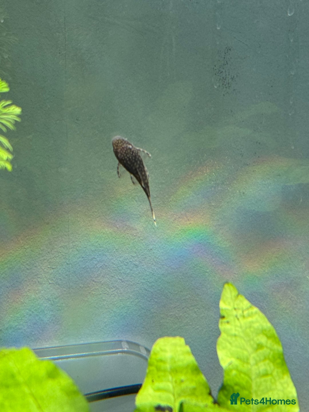 Plecos fish for sale: Bristlenose Pleco Babies (short fin) - Image 2