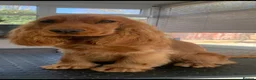 Cocker Spaniel dogs for sale: miss young - Advert 1