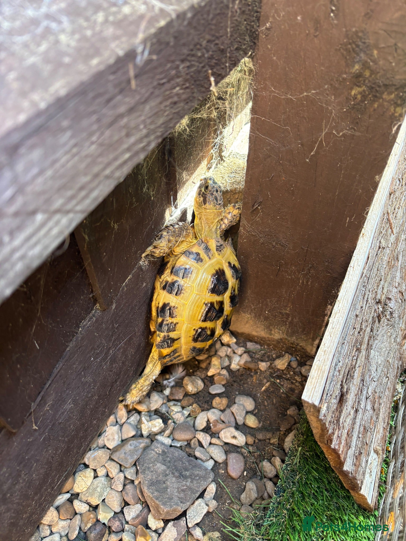 Tortoise reptiles 7 year old male horsfield - Advert 1