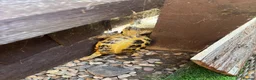 Tortoise reptiles for sale: 7 year old male horsfield - Advert 1