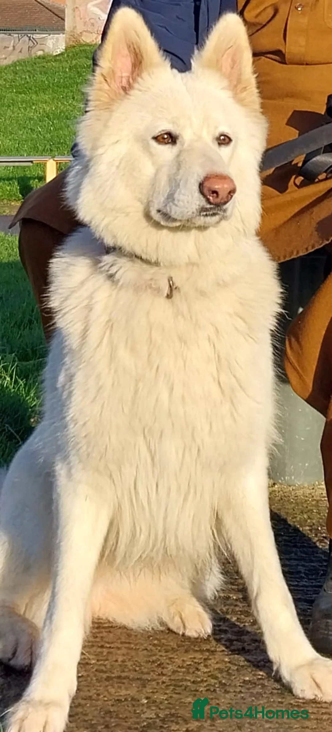 German Shepherd dogs for sale: Beautiful Chunky German Shepherd Puppies - Advert 2