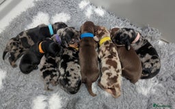 Miniature Dachshund dogs for sale: KC Registered miniature Dachshund Puppies - Image 12