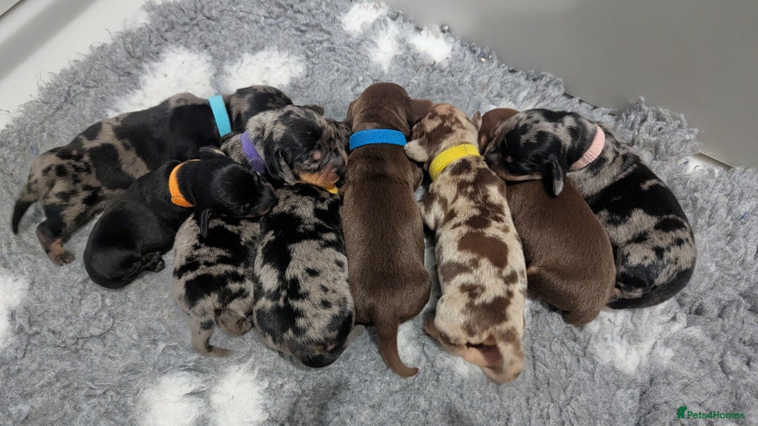 Miniature Dachshund dogs for sale: KC Registered miniature Dachshund Puppies - Image 12
