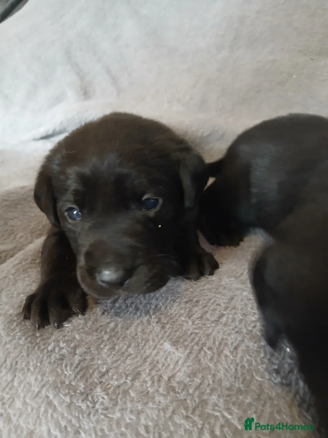 Labrador Retriever dogs for sale: Gorgeous chunky labrador puppies - Advert 11