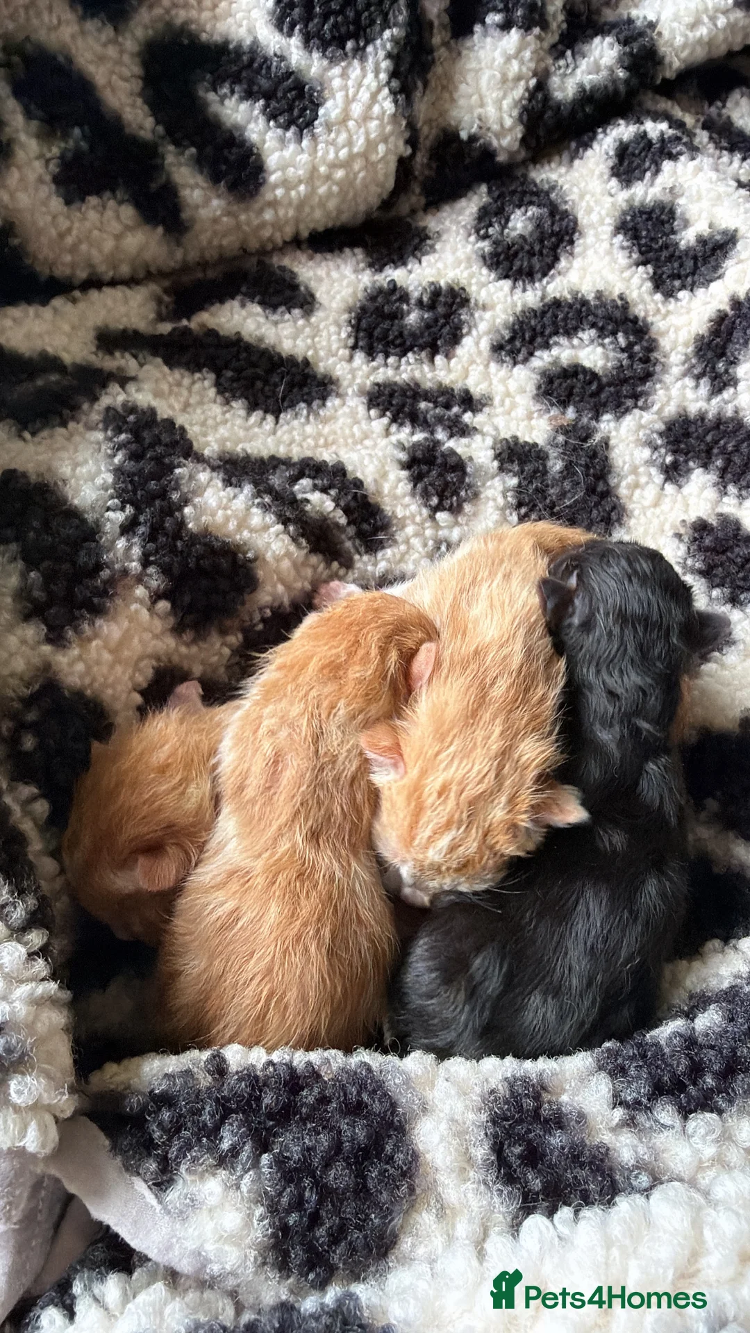 Ragdoll cats for sale: Ragdoll x Maine kittens - Advert 1