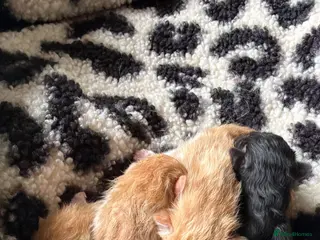 Ragdoll cats Ragdoll x Maine kittens - Advert 1