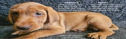 Labrador Retriever dogs for sale: Stunning Red Fox Labs-KC Reg, Health Checked, FTCH - Advert 2