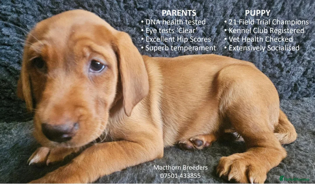 Labrador Retriever dogs for sale: Stunning Red Fox Labs-KC Reg, Health Checked, FTCH - Advert 2