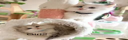Ragdoll cats for sale: Stunning champion line Ragdoll kittens - Advert 24