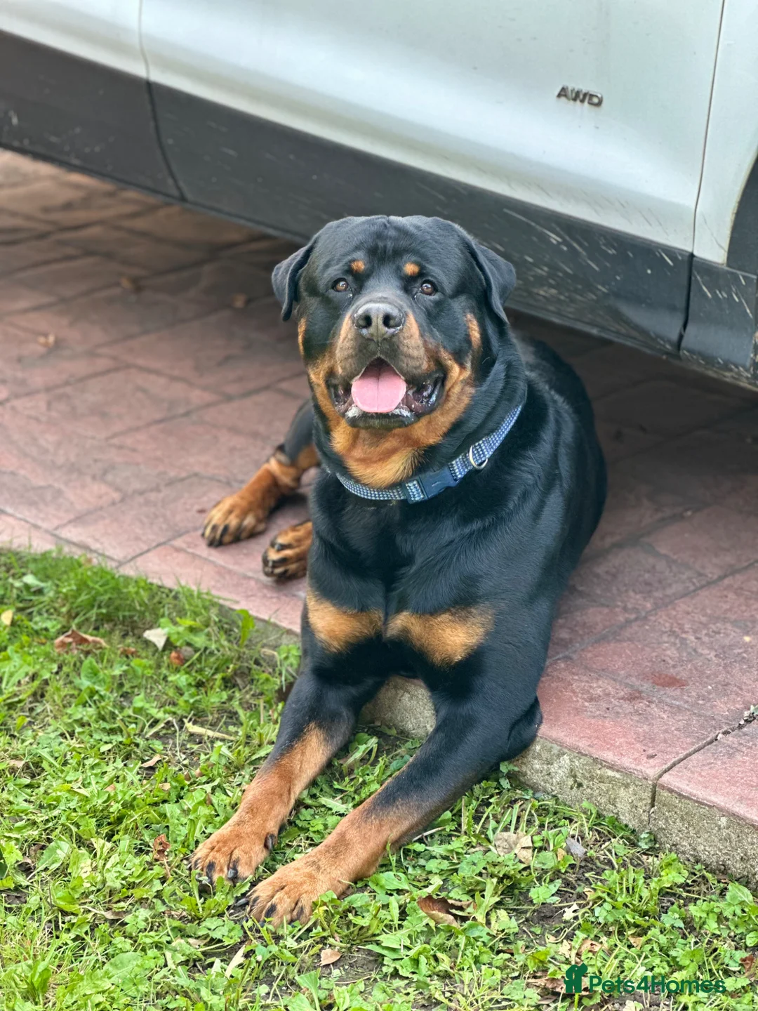 Rottweiler dogs for stud: 6 year old proven male for stud.  in Abergavenny - Advert 11
