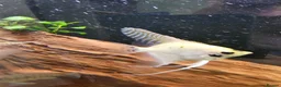 Cichlids fish for sale: Tropical Cichlids - Advert 18