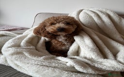Australian Labradoodle dogs for sale: Daisy and Lilly  - Image 5