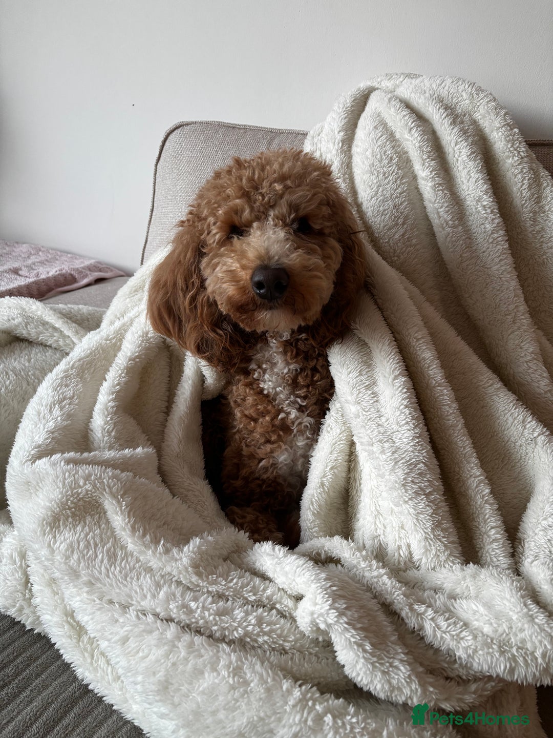 Australian Labradoodle dogs for sale: Daisy and Lilly  - Image 5