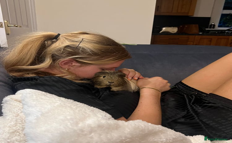 Guinea Pig rodents - Advert 10