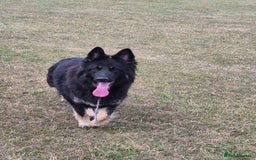 German Shepherd dogs for sale: Stunning chunky long haired German Shepherd puppy - Image 10