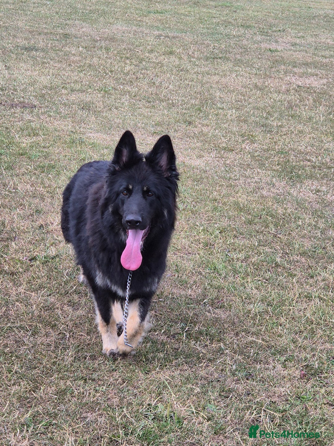 German Shepherd dogs for sale: Stunning chunky long haired German Shepherd puppy - Image 10
