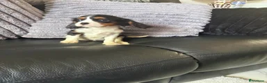 Cavalier King Charles Spaniel Puppy tri boy £2000