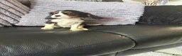 Cavalier King Charles Spaniel dogs for sale: Royal kennel club cavalier puppies dna clear - Advert 9