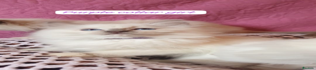 Lilac Girl Purple Collar.