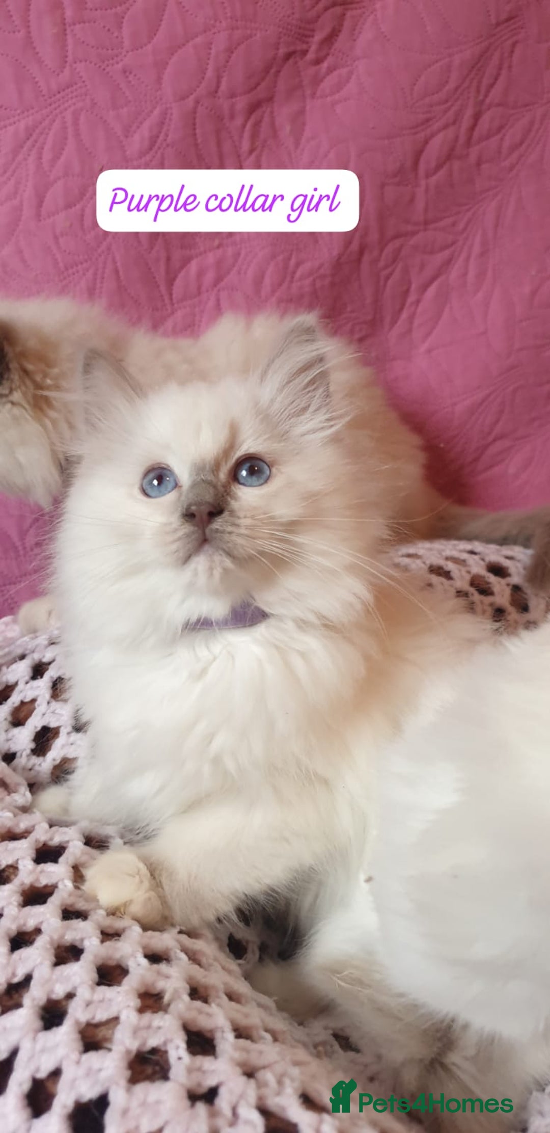 Ragdoll cats for sale: 💖Beautiful GCCF Registered Ragdoll Kittens. - Image 5
