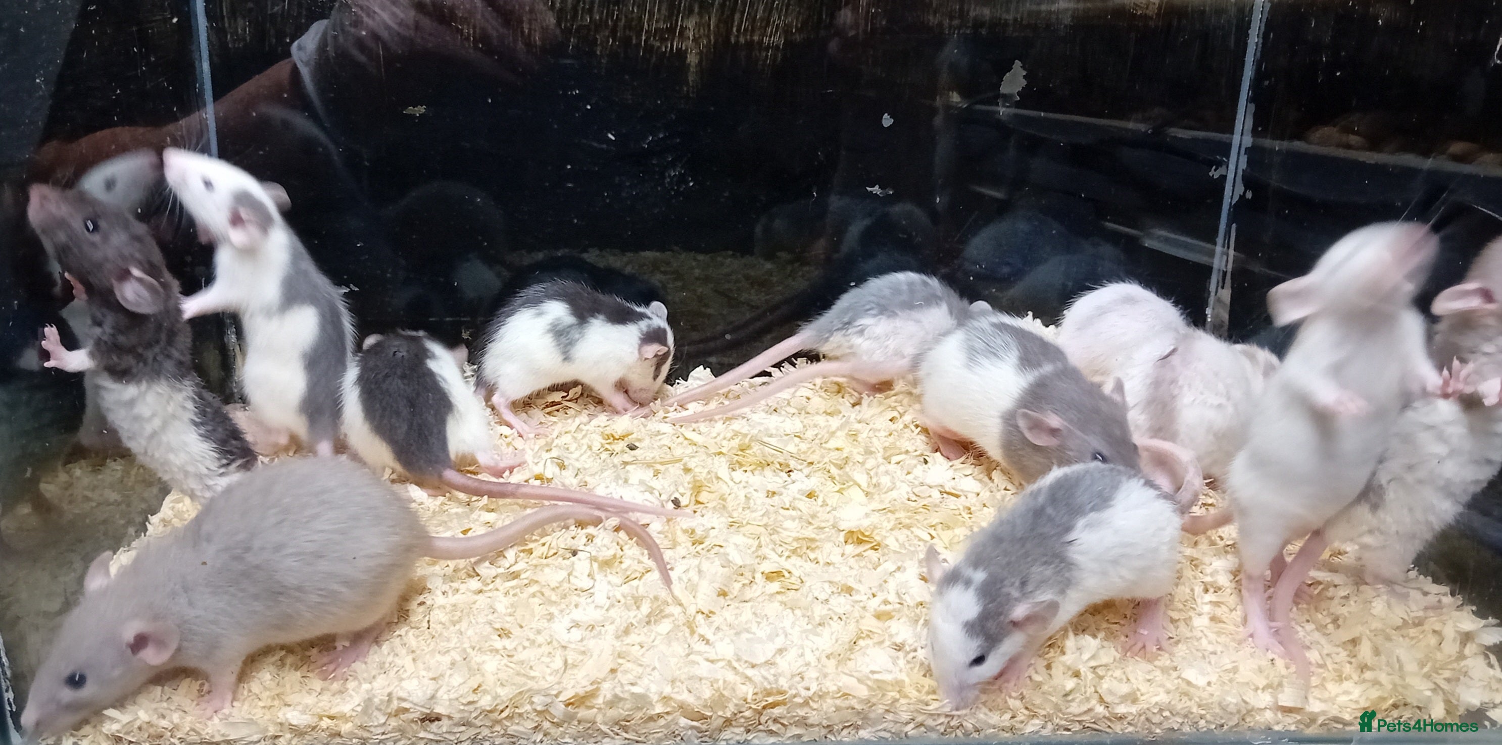 Rat rodents Dumbo Rats , Normal furred - Rex - Nakeds - Advert 3