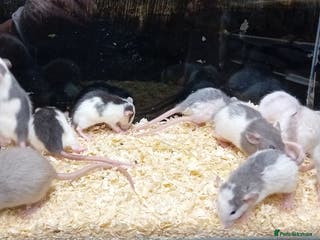 Rat rodents Dumbo Rats , Normal furred - Rex - Nakeds - Advert 4