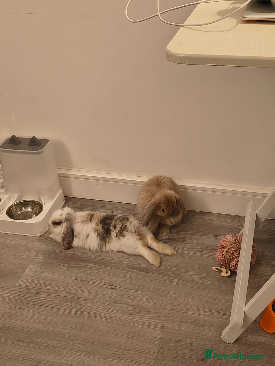 Mini Lop rabbits for sale: 4 months old adorable Mini Lops - Advert 13