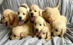 Golden Retriever dogs for sale: 🌟Beautiful champion🏆Golden retriever puppies🌟  - Image 1