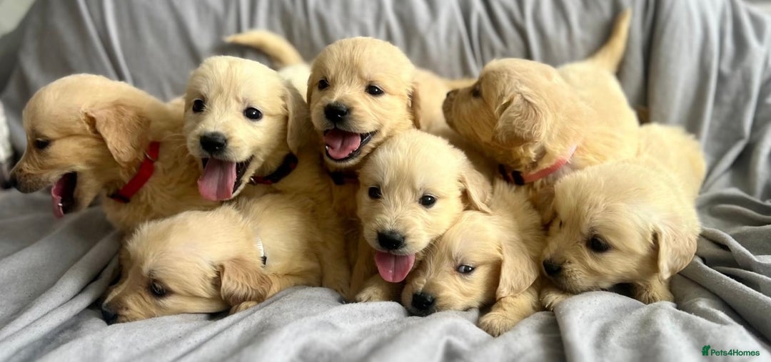 Golden Retriever dogs for sale: 🌟Beautiful champion🏆Golden retriever puppies🌟  - Image 1