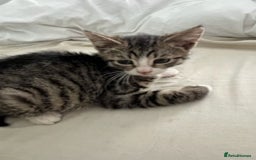 American Shorthair cats for sale: 3 Gorgeous and Playful Kittens Ready To Go - Image 7