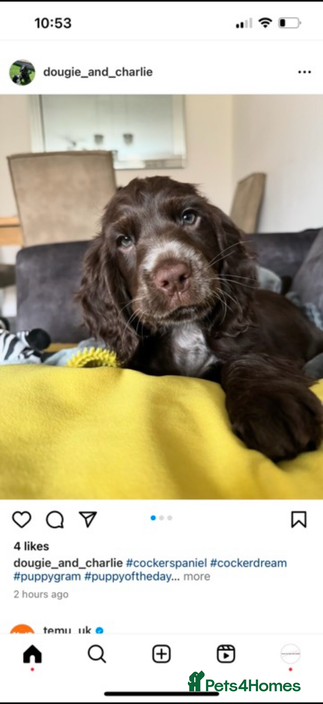 Cocker Spaniel dogs for sale: Gorgeous Show Type Cocker Spaniel Puppies  - Advert 11