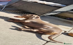 Dachshund dogs for stud: PROVEN STUD miniature dashund - Image 1