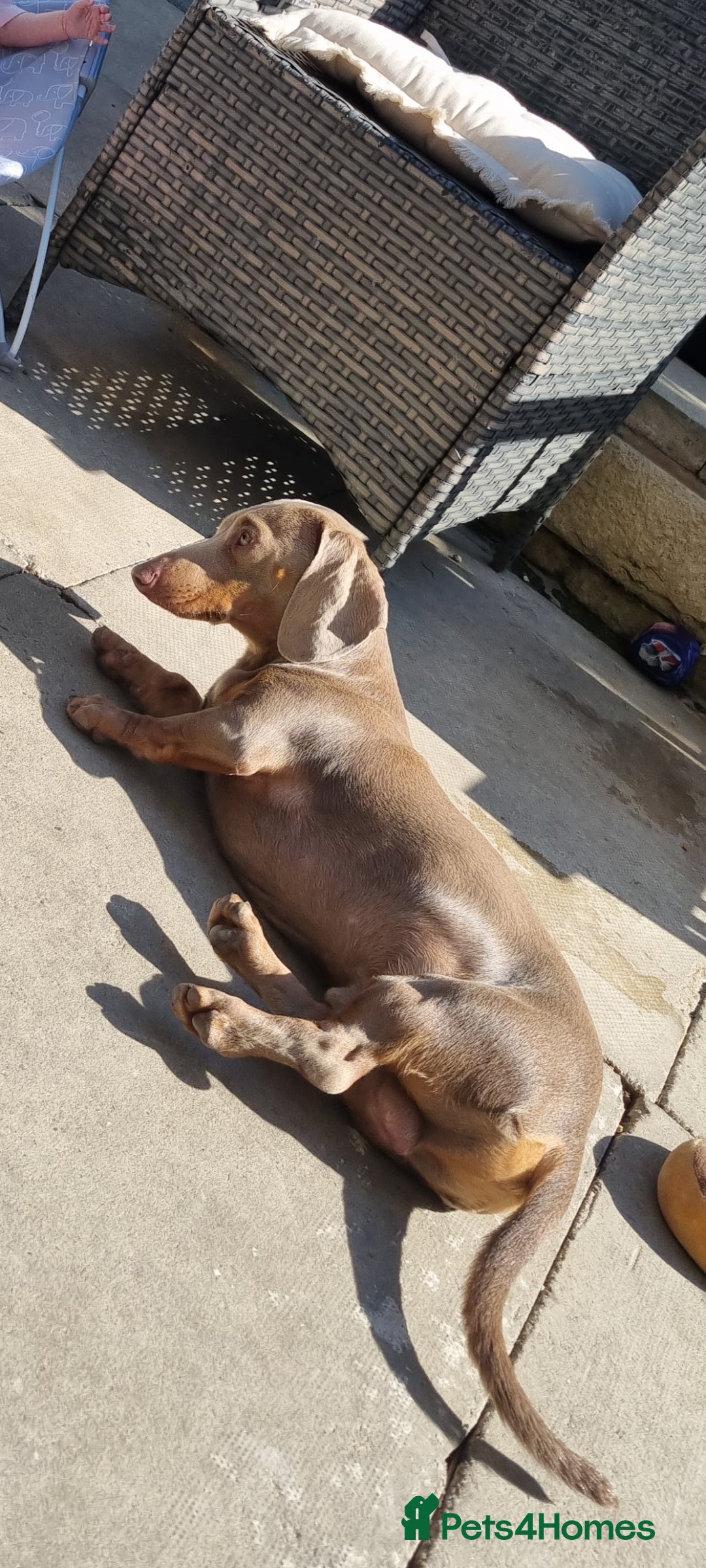 Dachshund dogs for stud: PROVEN STUD miniature dashund - Image 1