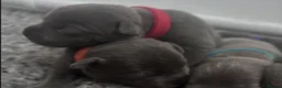 Staffordshire Bull Terrier dogs for sale: Home Well Socialized Staffy Puppies in Reading - Advert 4