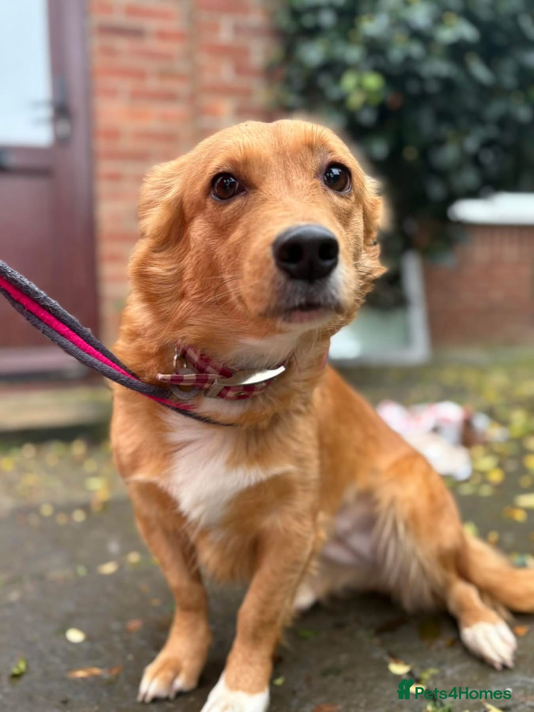 Mixed Breed dogs for adoption: Rose - Norwich Norfolk  - Advert 2