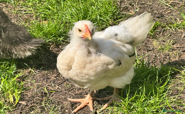 Chickens poultry - Advert 2