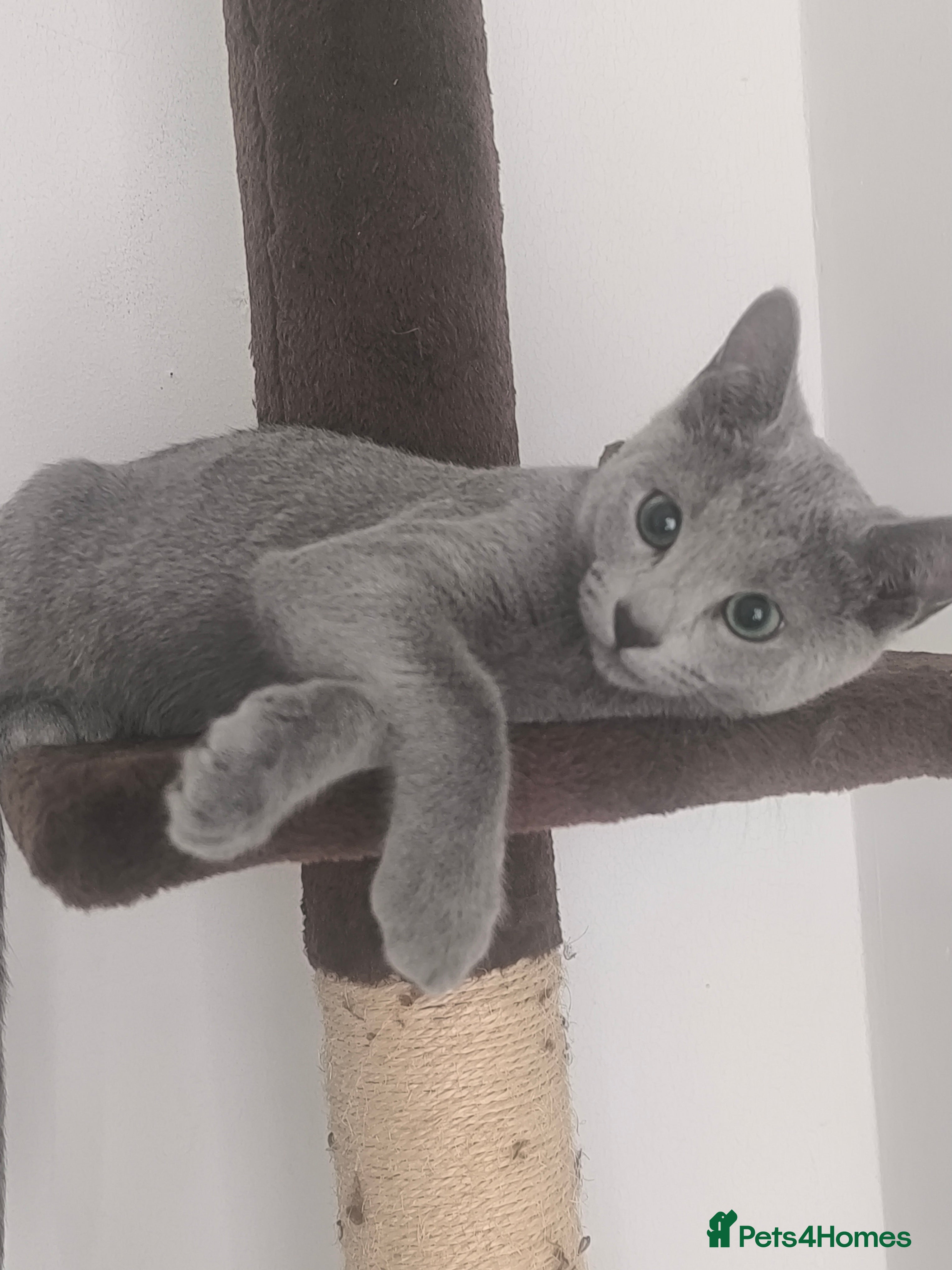 Russian Blue cats 1 boys left (8 months old) - Advert 13